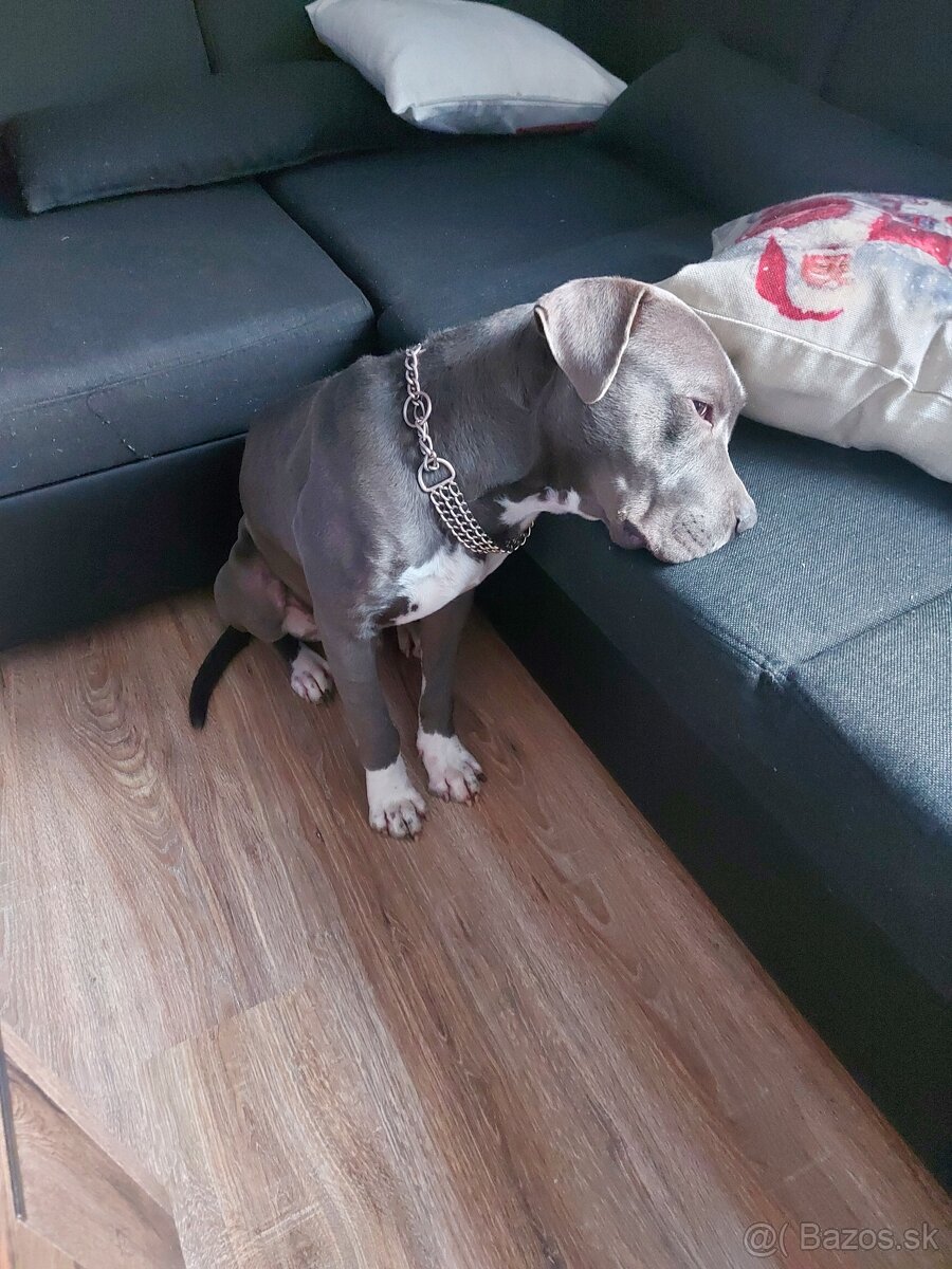 PREDAM DOSPELEHO AMERICKEHO STAFORDA - 4