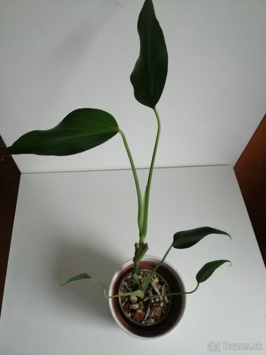 Monstera deliciosa Aurea, Monstera Burle marx - 4