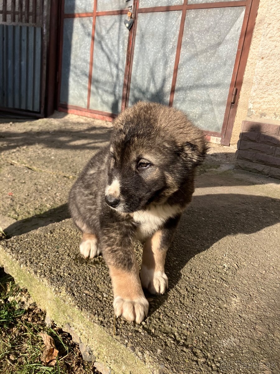 Stredoázijský ovčiak SAO - 4