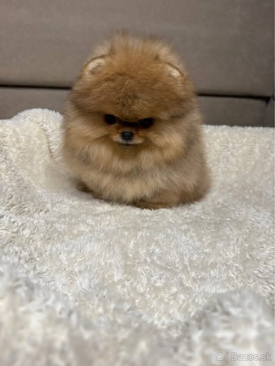 Pomeranian Mini - 4
