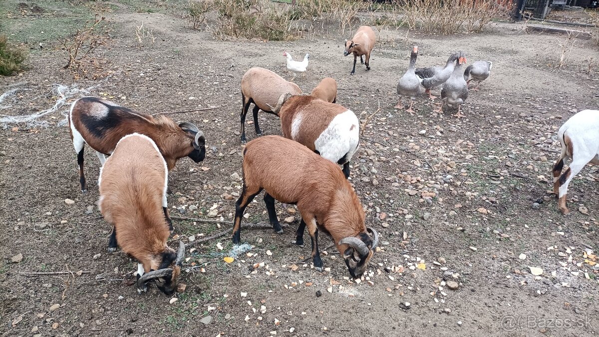 Predám Kamerúnske ovce - 4