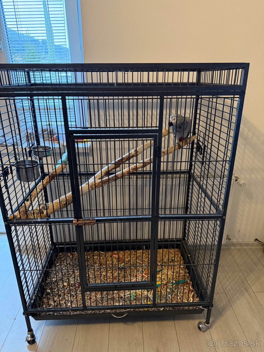 Zako Kongo samička 7rokov samček 6rokov - 4