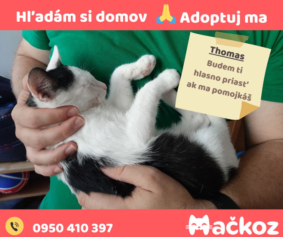 THOMAS a GABRIEL - DARUJEM KOCURIKA / KOCURIKOV NA ADOPCIU - 4