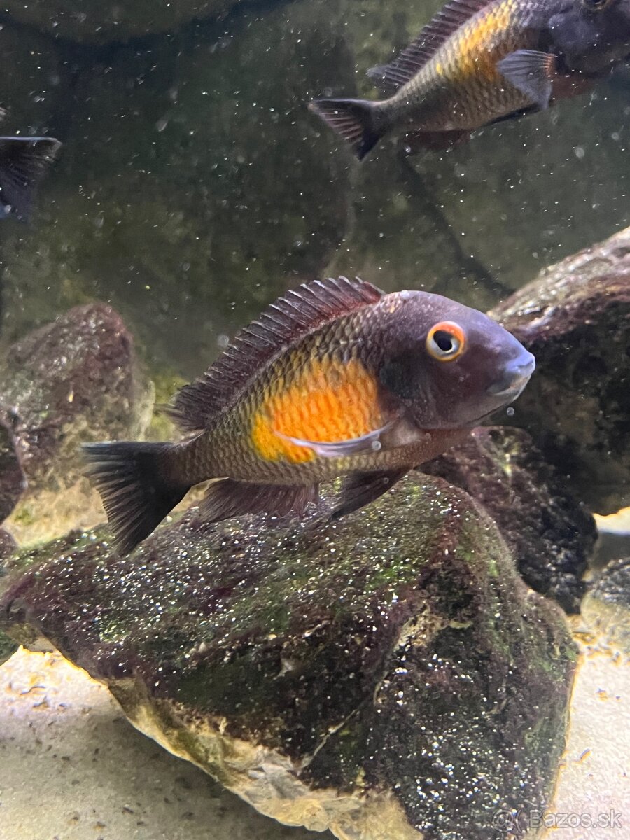 Predam Tropheus Moorri Kasakalawe WF - 4