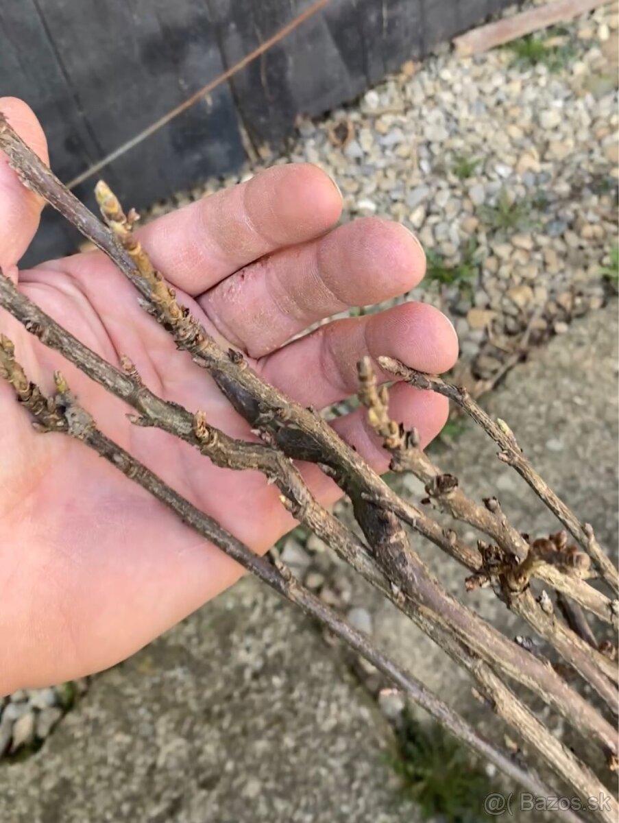 Čierne, červené ríbezle - 4