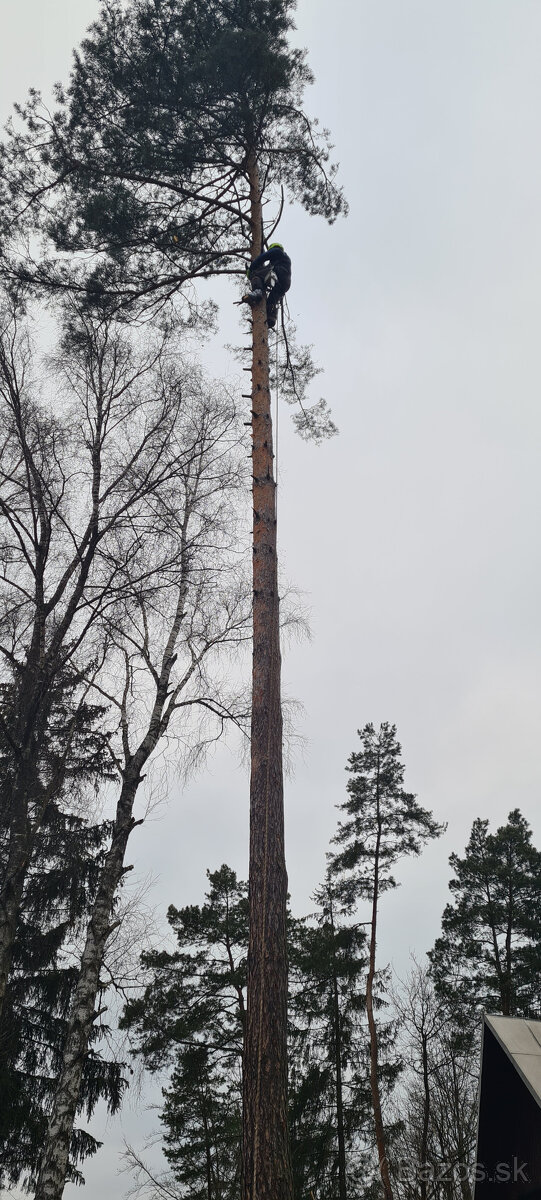 Vyrub a orez stromov - 4