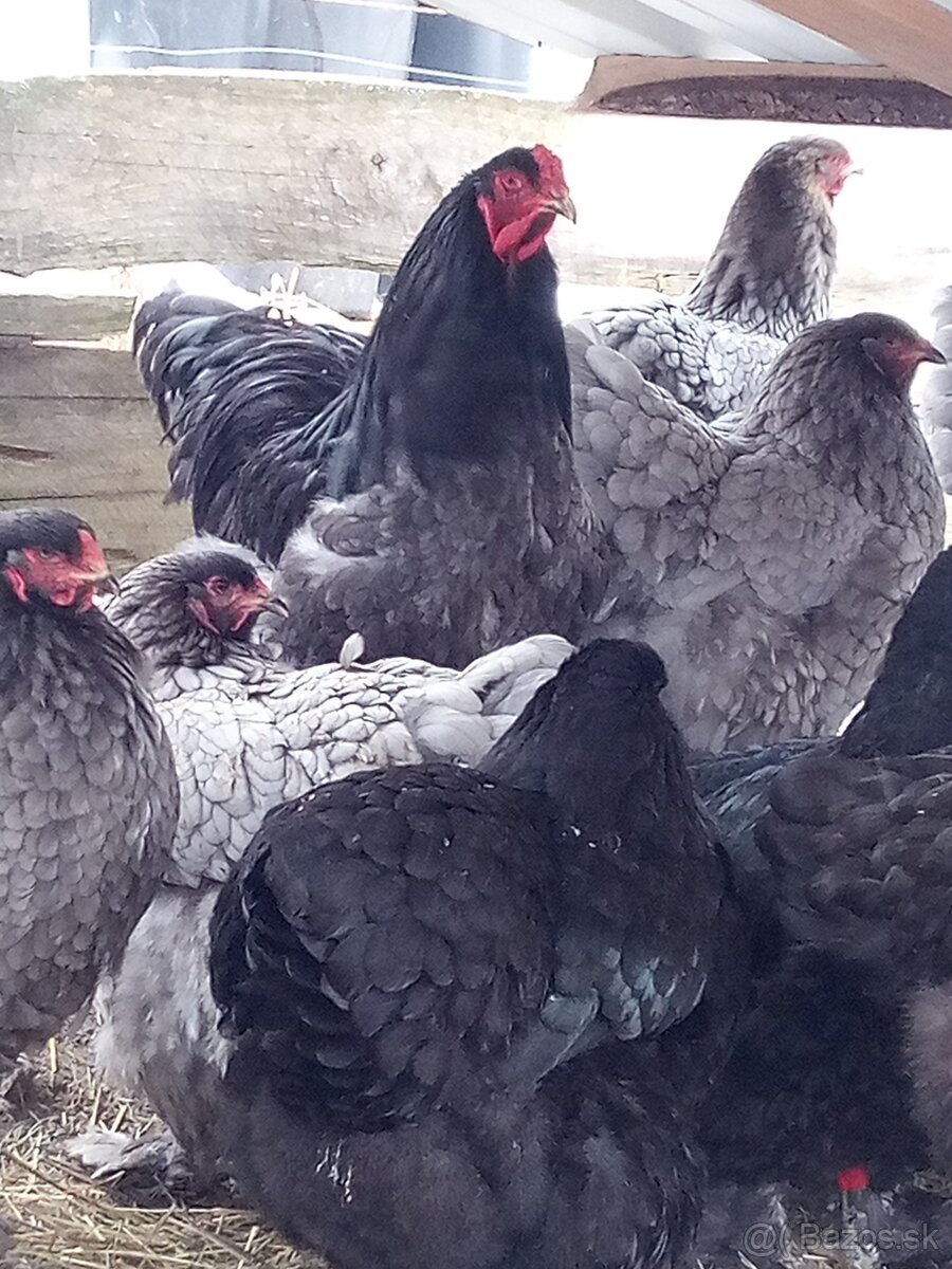 NV Brahman modré čierne 1,50€ - 4