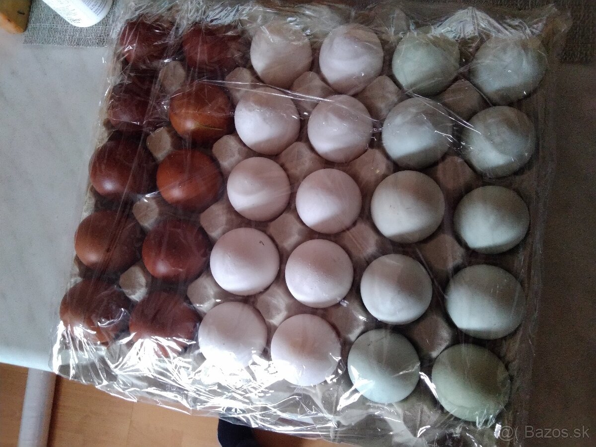 Cream legbar, marans a vlaška jarabičia /leghorn brown/ - 4