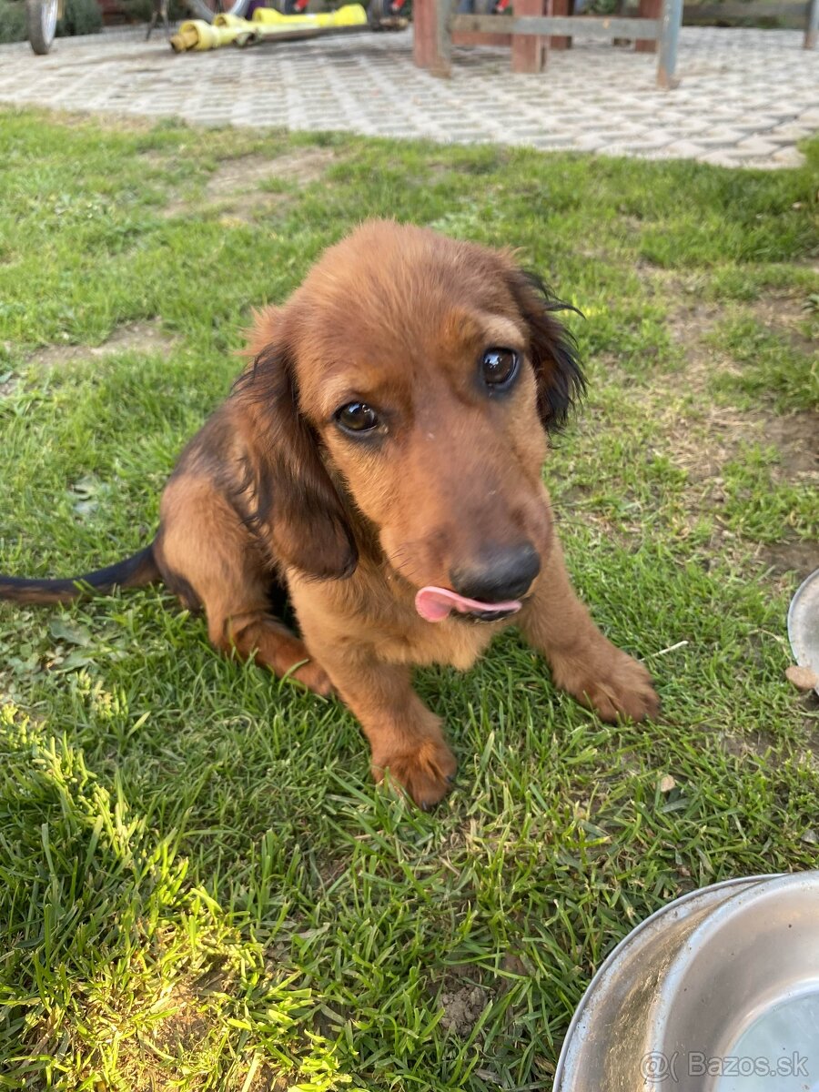 Jazvečik dlhosrstý predaj - 4