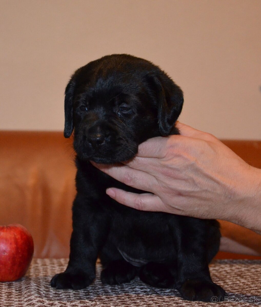 Labrador retriever šteniatka s PP - 4