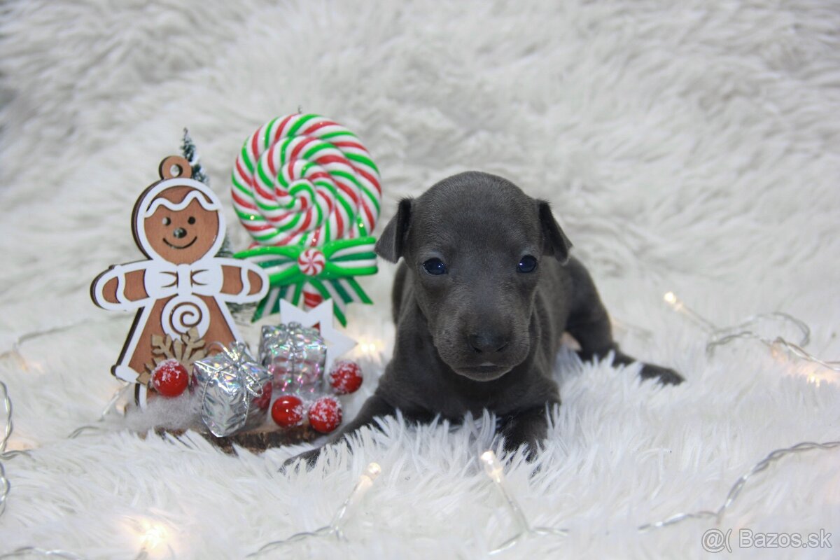 Taliansky chrtík - 4