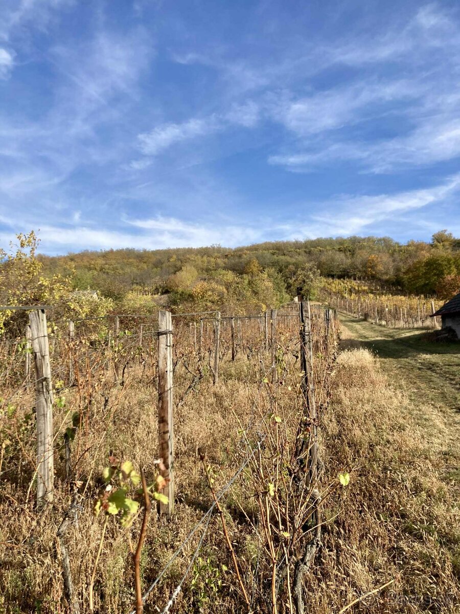 Vinica s chatkou – Hegyfarok, Kamenný Most – predaj/výmena - 4