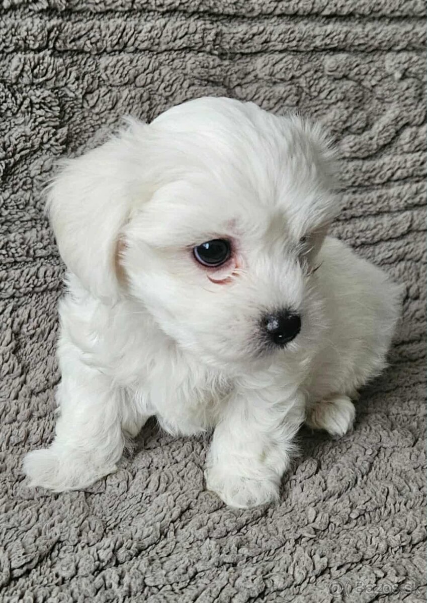 Mini Maltezák - 4