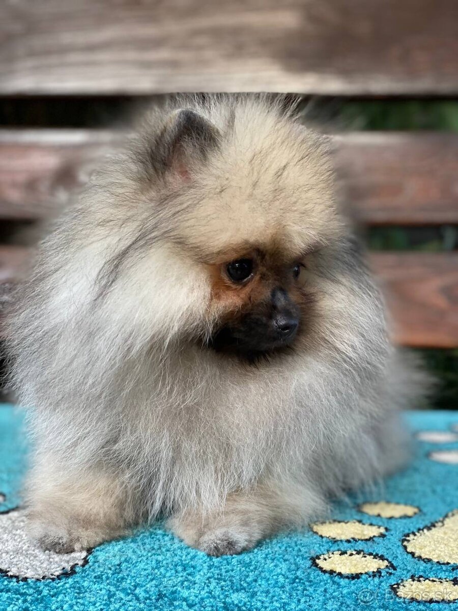 Pomeranian Exkluzivní Fenečka PP FCI - 4