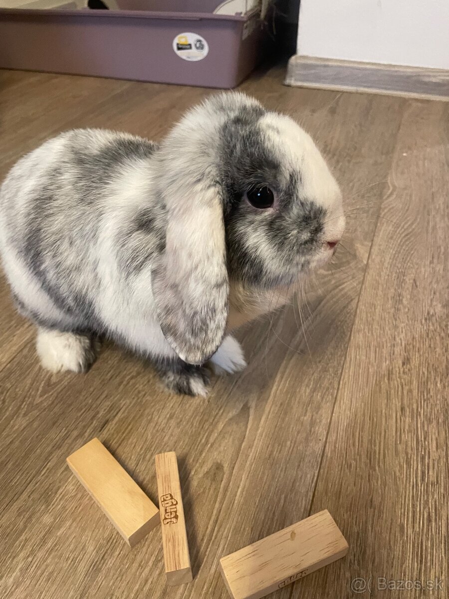 Baranček Zakrslý - 4