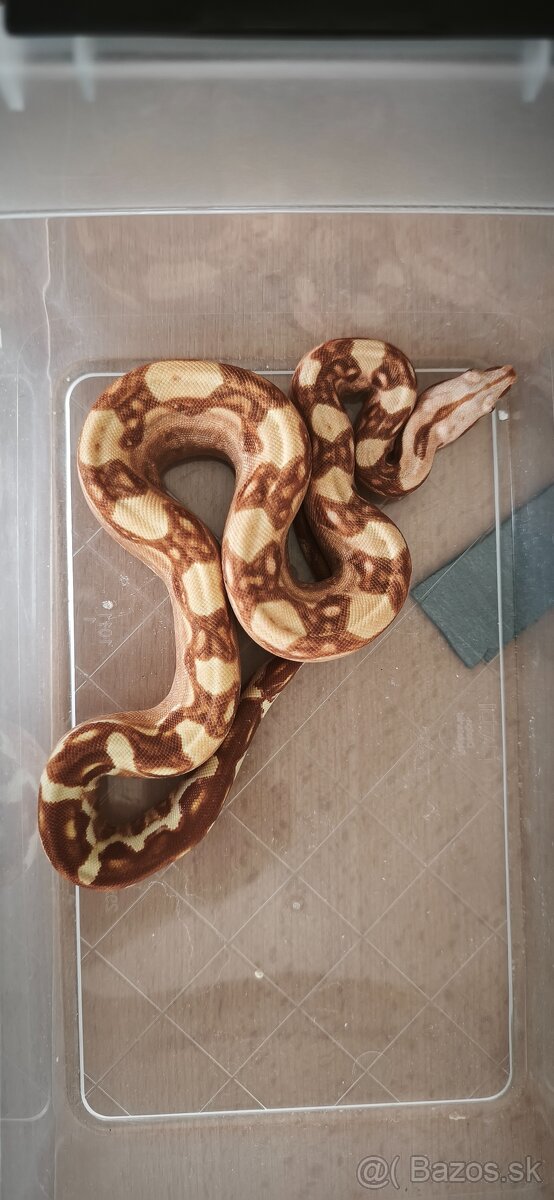 Velhad kralovsky sunglow - 4