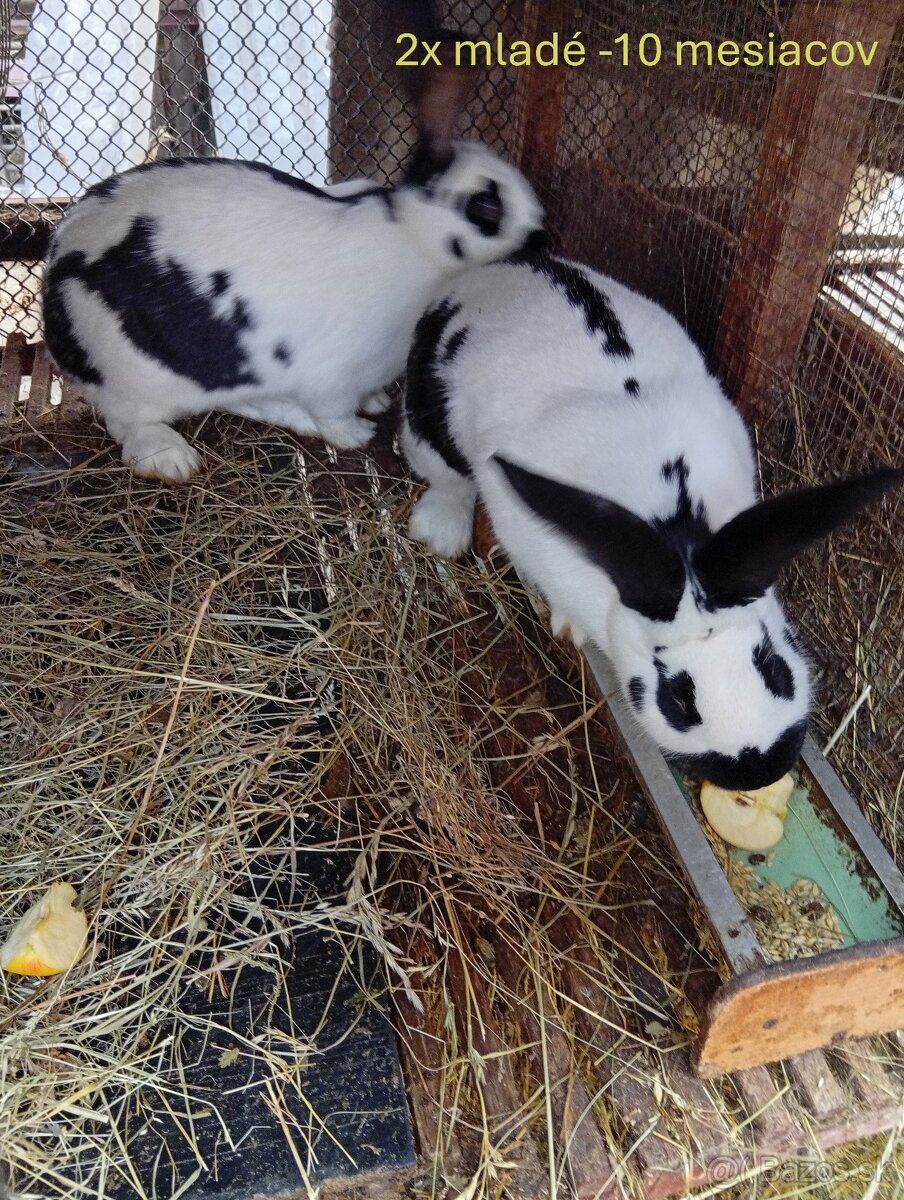 Predám NOS zajace králiky - 4