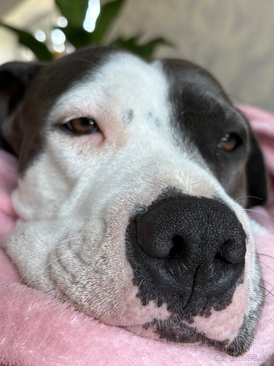 Darujem stafordku - 4