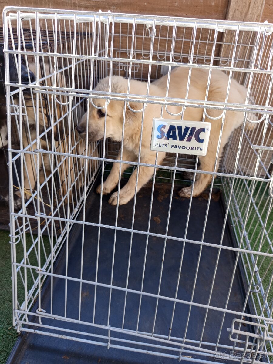 predám šteniatka stredoázijaka - 4