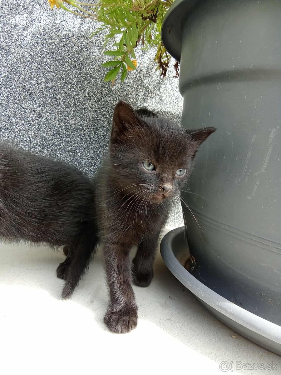 Darujem mačiatka - 4
