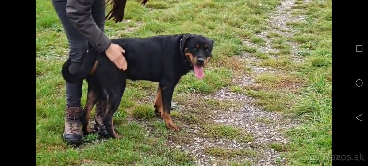 cistokrvna rotvajlerka s PP - 4