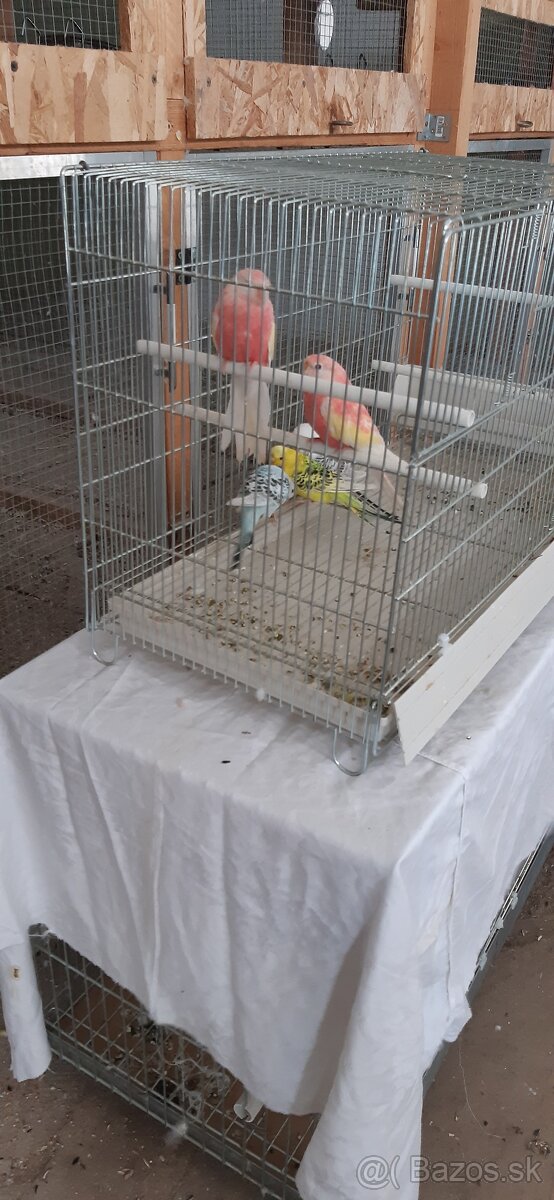 Neofema burková ružová rubino. - 4