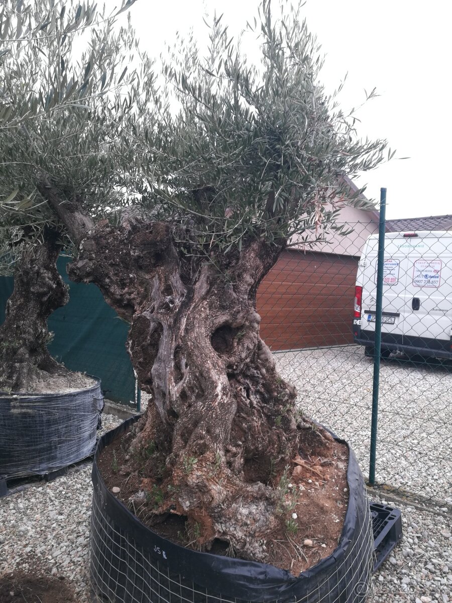 Olivovník bonsai - 4