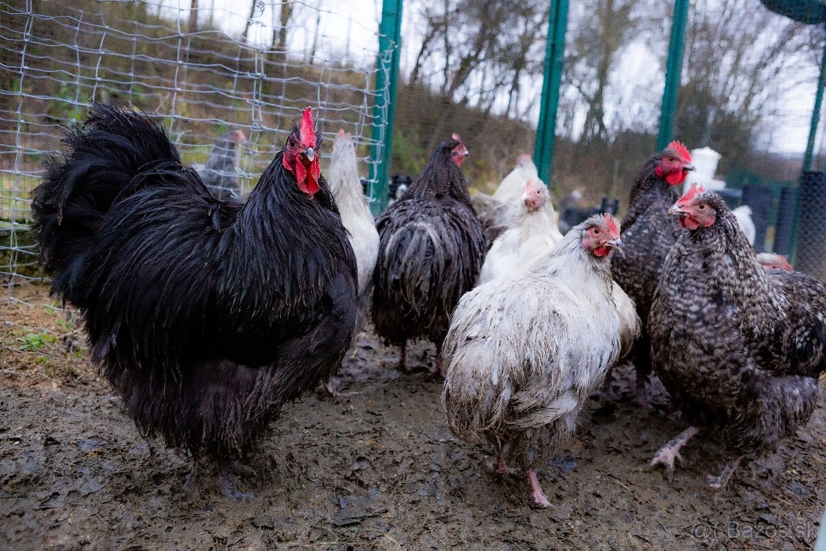 Orpington kohúty na predaj - 4