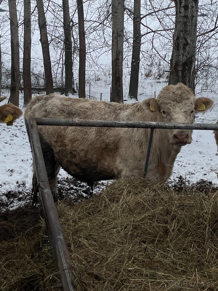 Predám býky - 4