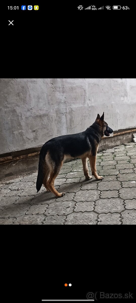 Nemecky ovčiak - 4