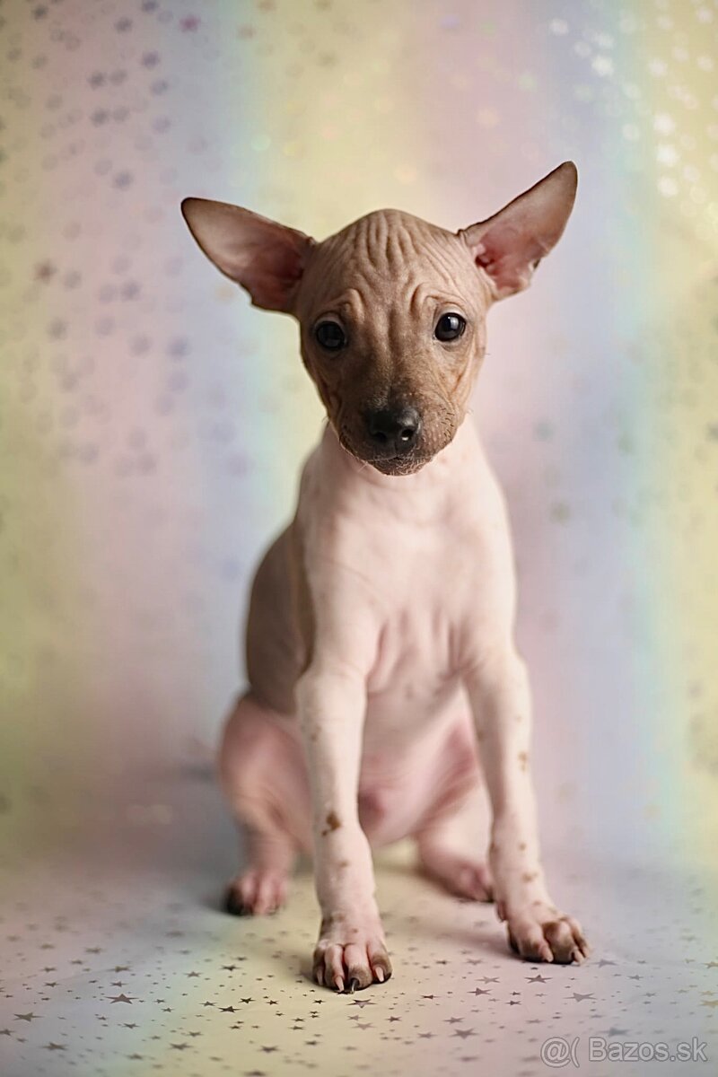Americký bezsrstý terrier s PP FCI - 4