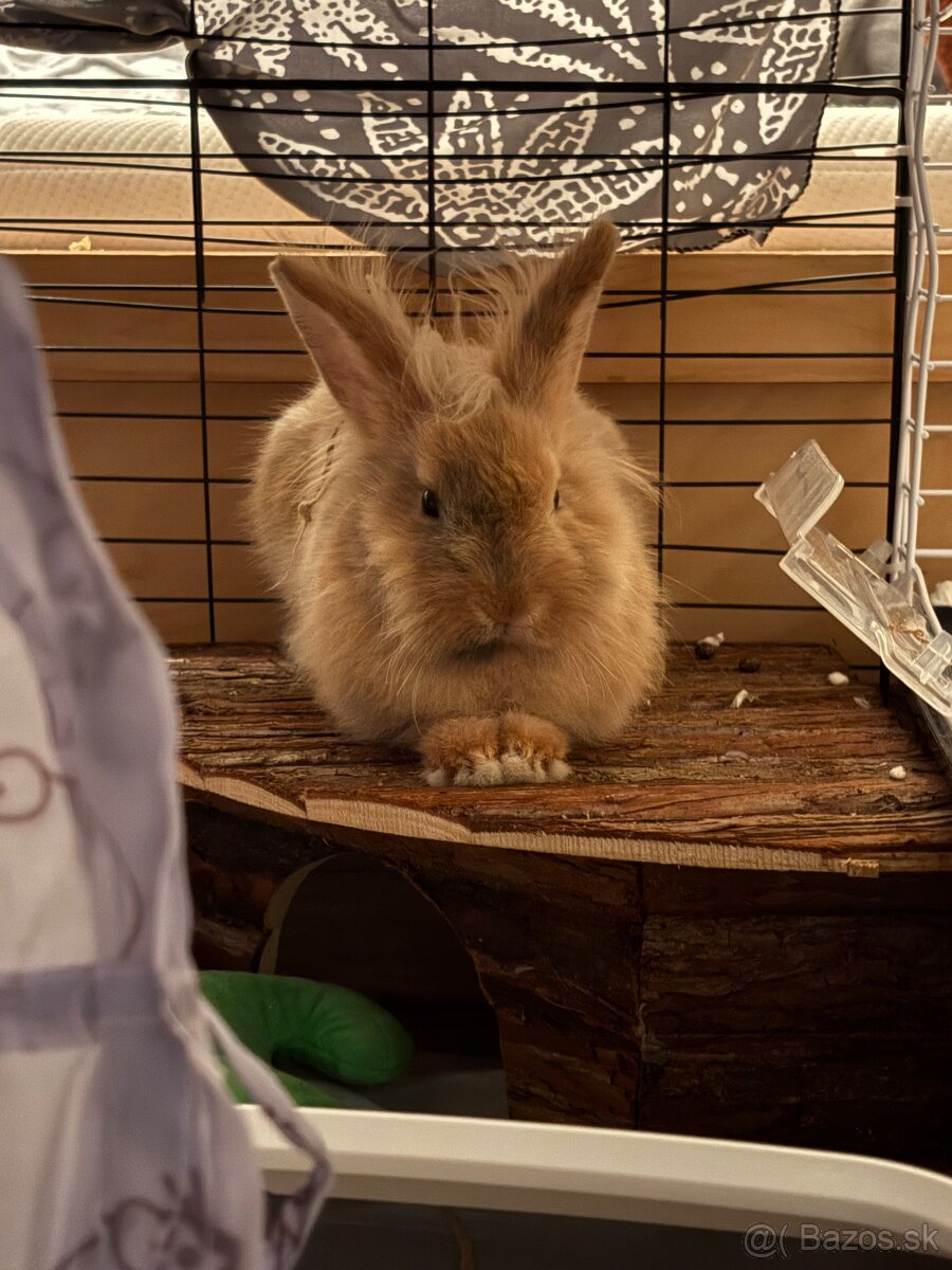 darujeme králika - 4
