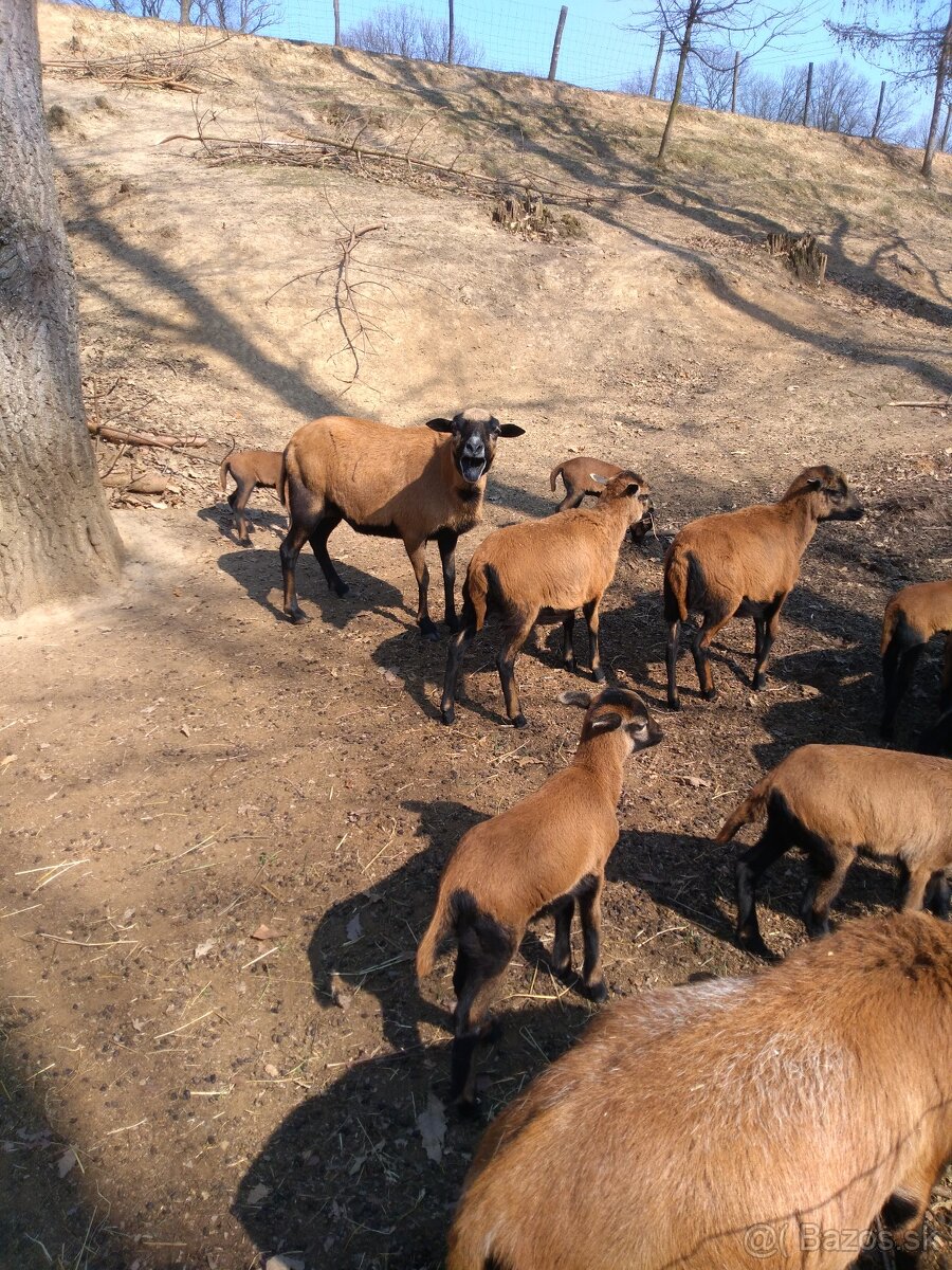 kamerunské ovce - 4