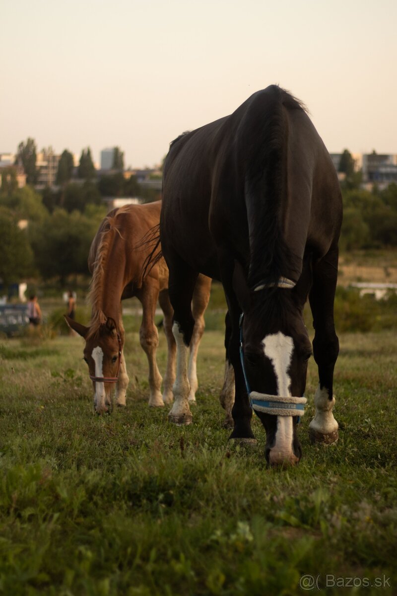 Šlonzák kobylka - 4