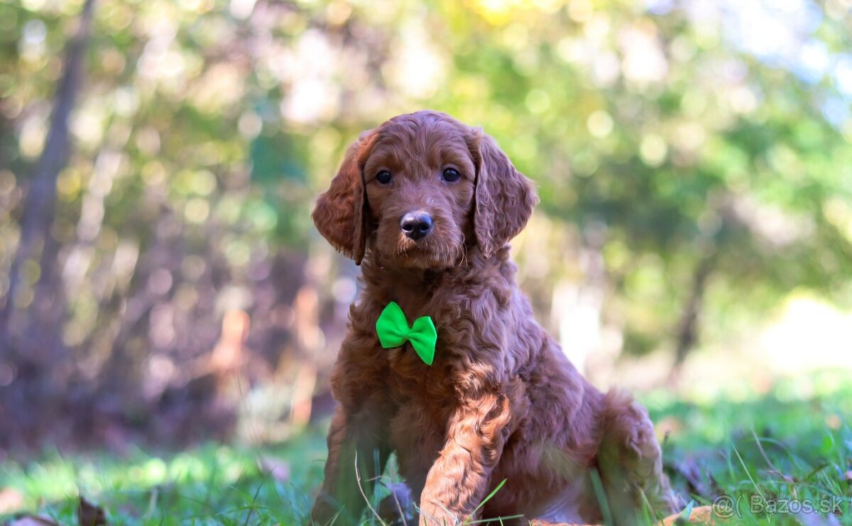 Ponúkam šteniatka Goldendoodle (fenky) - 4