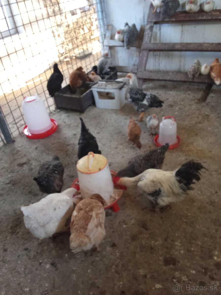 Predám tohtoročných kohútov - 4