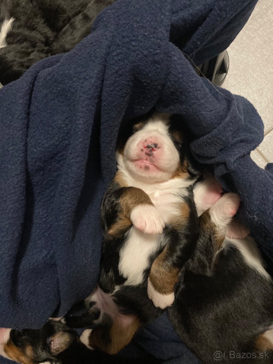 Bernský salašnícky pes - 4