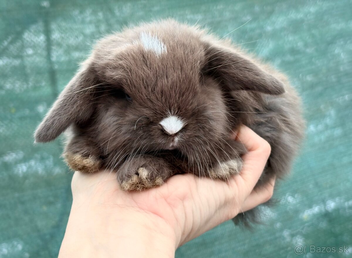 mláďatká minilop – samičky 🐰💕 - 4