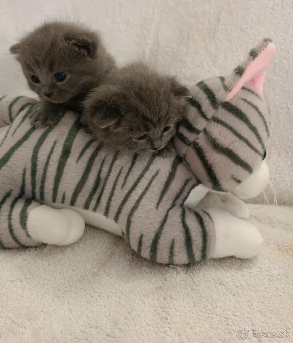 Britské modré mačiatka - 4