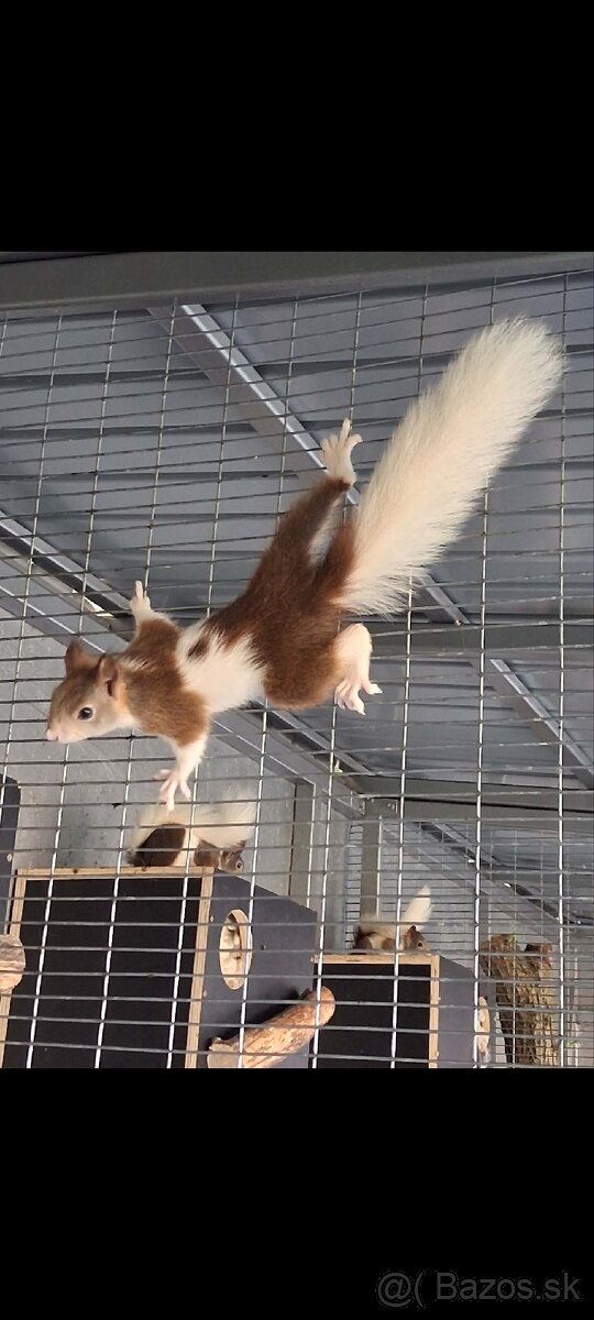 Veverička Japonská (sciurus lis) - 4