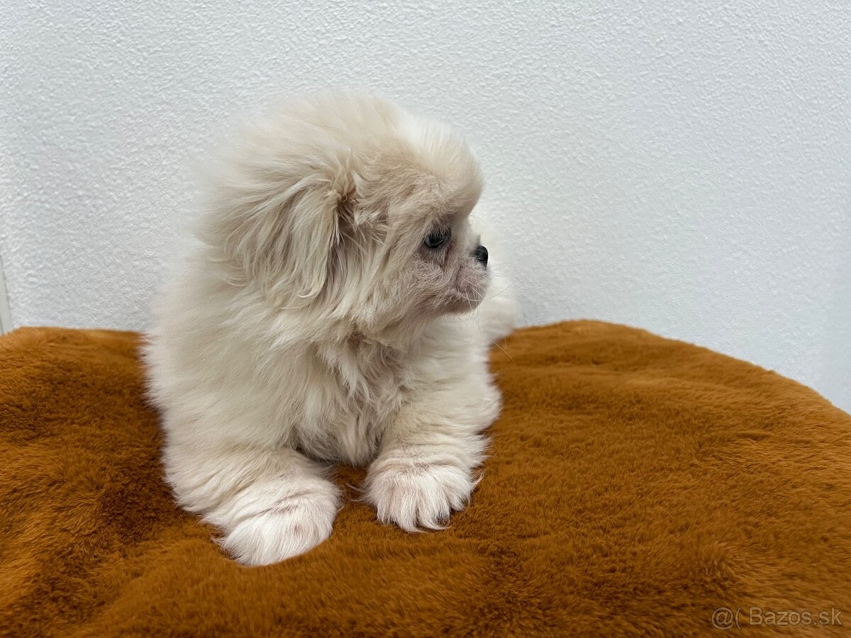 Pekinsky palacovy psik pekinez - 4