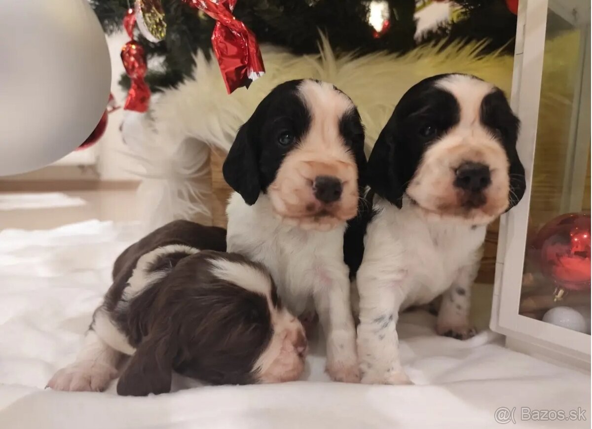 Anglický špringeršpaniel s PP pes - 4