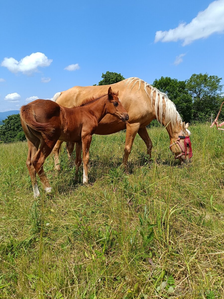 Kobyla + žriebä - 4