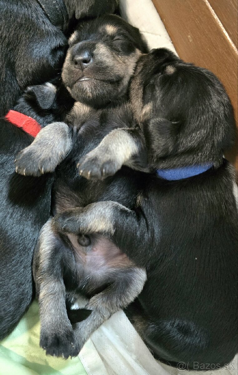 Bradáč malý čiernostrieborný - 4