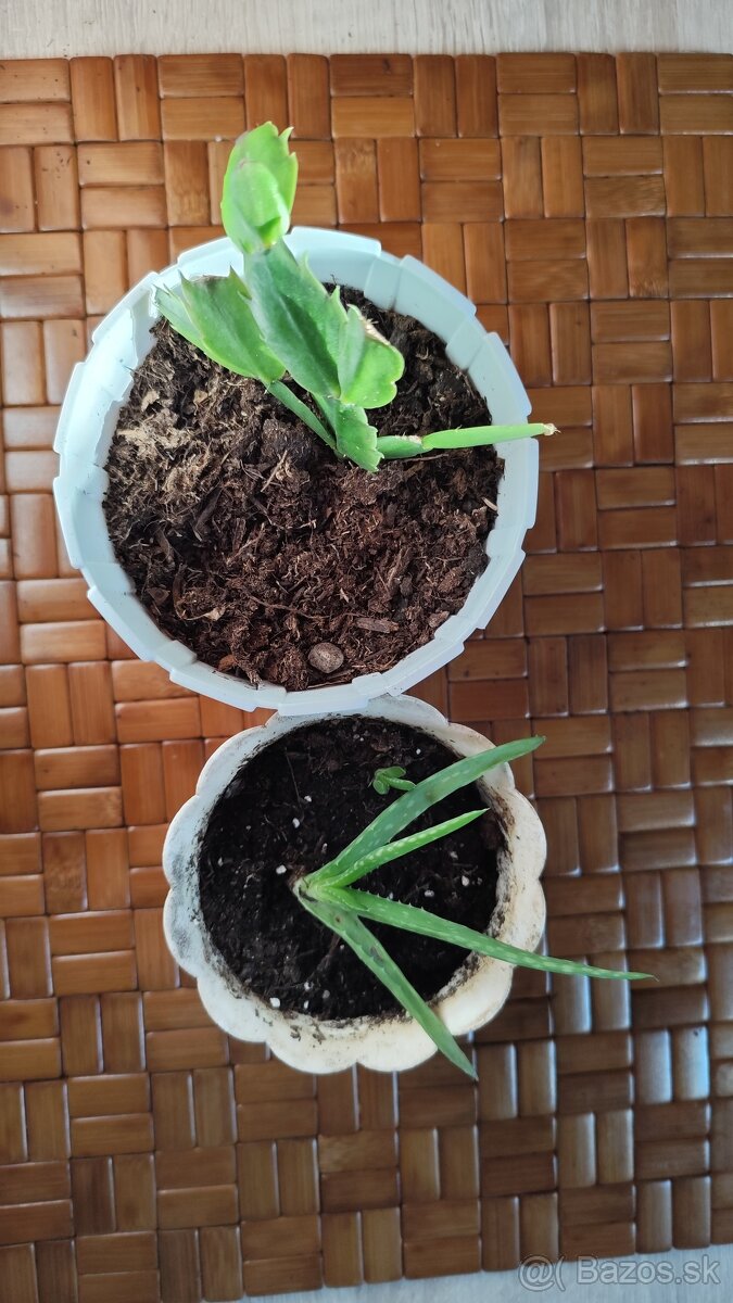 Predám sadu Aloe a kaktusu - 4