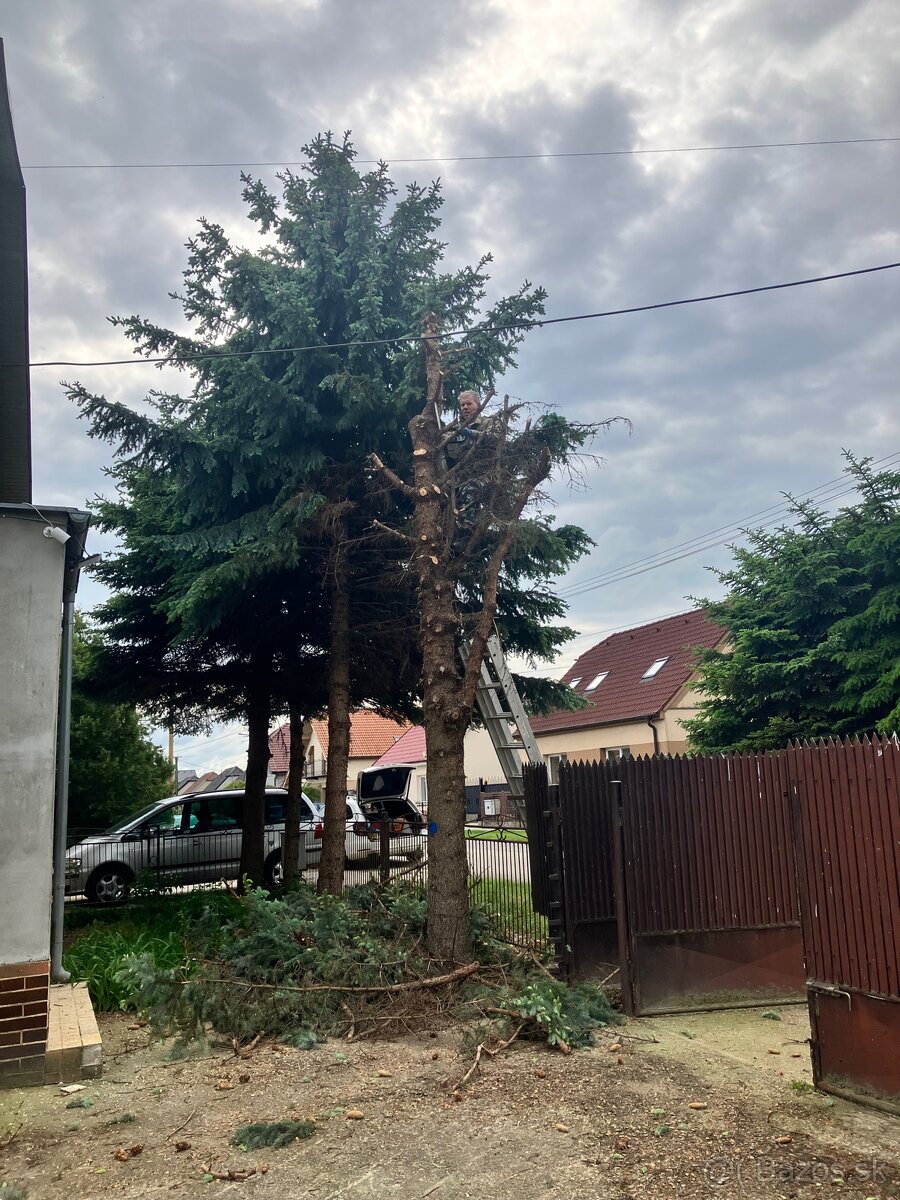 Pílenie stromov - 4
