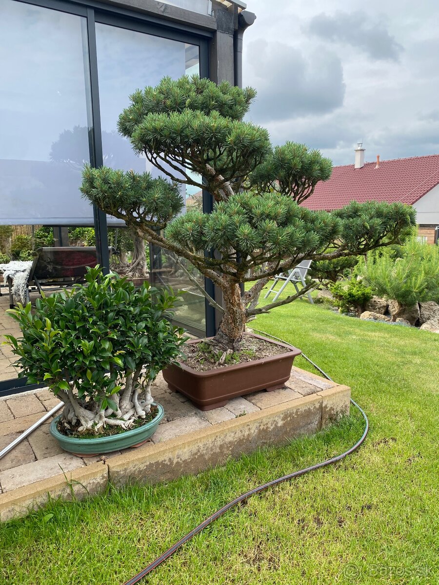 Borovica - záhradný bonsai - 4