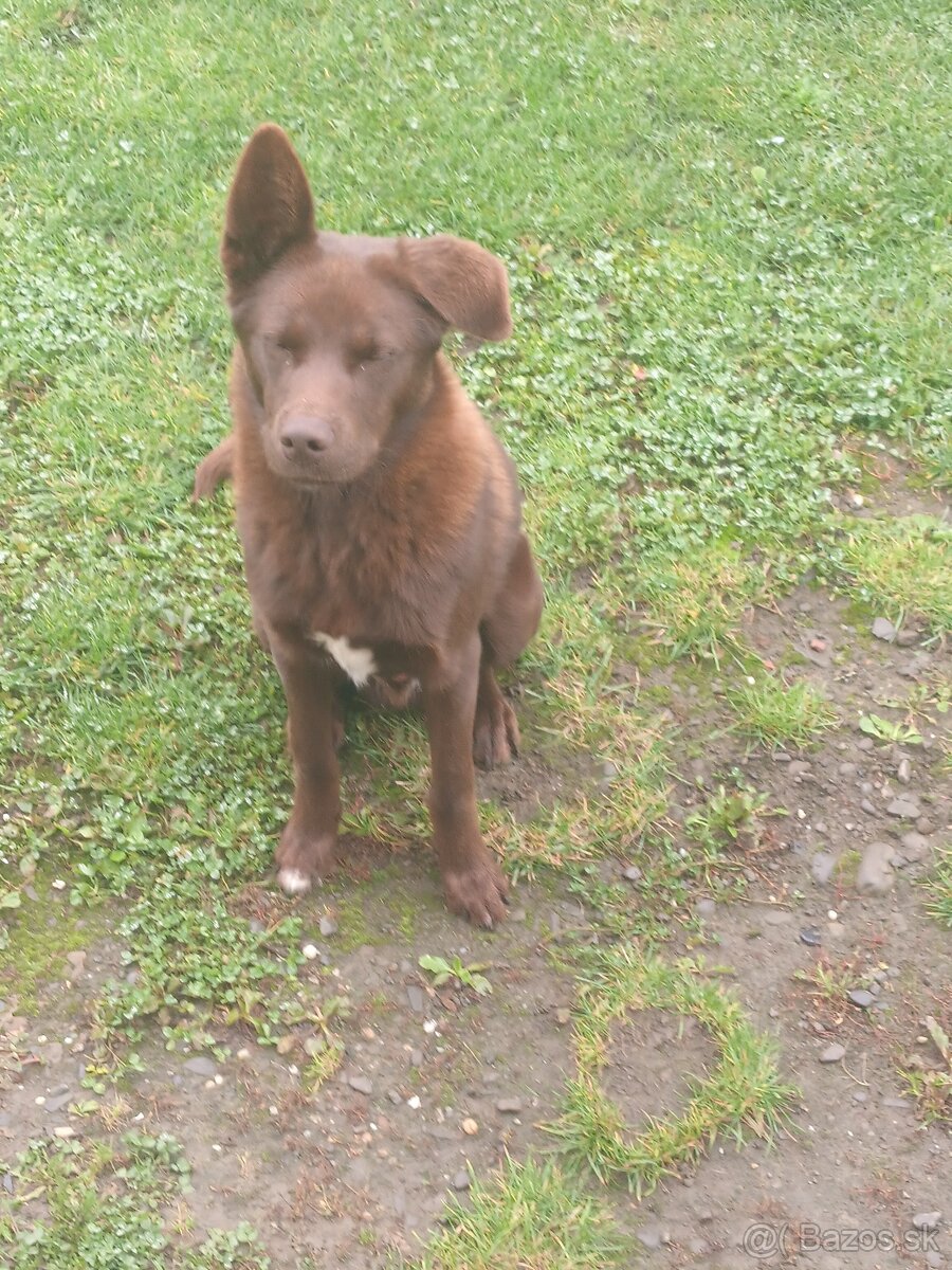 Za symbolicku cenu predám psíka - 4
