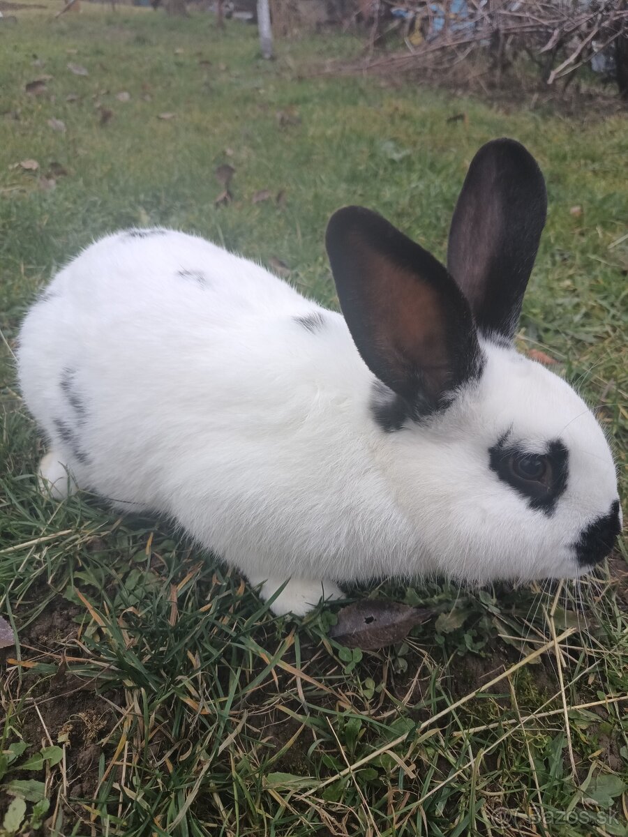 Predáme kraliky - 4