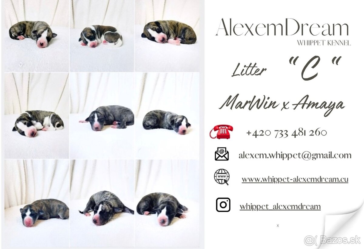 Whippet , Vipet s PP - 4